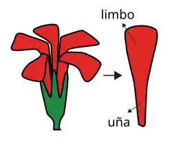 Perianto unguiculado (pétalos separados entre sí, con uña y limbo).