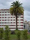 Palmera y Fuente de la Eiriña