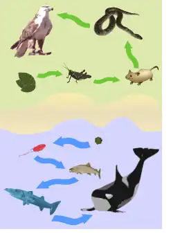 Dibujos representativos de dos cadenas tróficas en tierra y en mar.