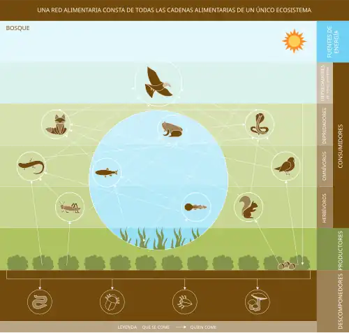 Dibujo minimalista que representa a una red trófica en un bosque.