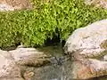 Fuente en el monte Gorakh Hill o Hengar Spring