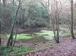 Pond in Lesnes Abbey Wood