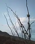 Ocotillo en Tierra Blanca, Guanajuato, México