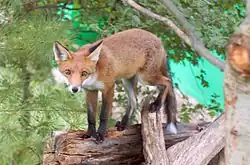 Un zorro rojo caminando por un árbol caído