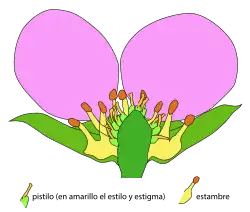 Corte esquemático en una flor de Fragaria