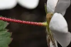 El cáliz de la flor persistirá en el fruto.
