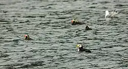 Frailecillos (Fratercula) flotando en la Bahía de la Resurrección.