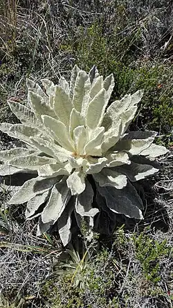 Un frailejón (Espeletia sp.) con forma de roseta una característica que le permite conservar el calor en el ecosistema de páramo