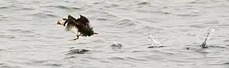 A puffin taking off from the sea