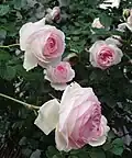 'Pierre de Ronsard' syn. 'Eden Rose 85' (Meilland) 1985. Rosa de la "Romantica Series".