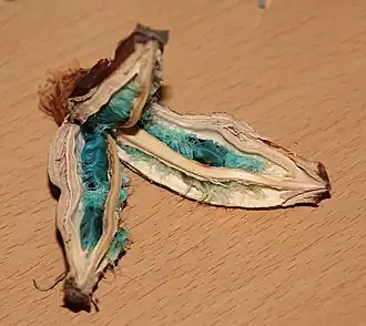 Fruto: cápsula loculicida, semillas con arilo azulado. Ravenala.