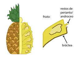 Diagrama de infrutescencia y fruto.