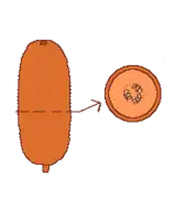 Pepónide y corte transversal. Exocarpio coriáceo, mesocarpio carnoso, y cicatriz en el ápice que dejaron el perianto y el androceo.