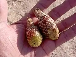 Detalle de las espinas