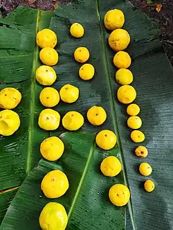 frutos recolectados por tamaño