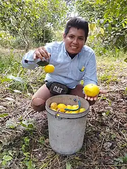 sosteniendo el fruto del Arazá ya madura y recogido en un balde