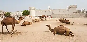 Dromedarios en el Fuerte Al Koot.