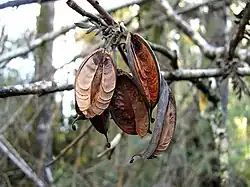 Frutos de L. ferruginea.