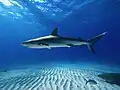 Vista completa de un tiburón de arrecife del Caribe sobre un fondo arenoso cerca de Tiger Beach, Bahamas.