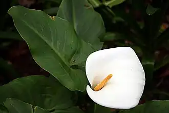Flores (amarillas) y espata (blanca) en la inflorescencia (un pseudanto) de una cala ornamental (Zantedeschia).