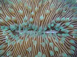 Boca y tentáculos de L. scutaria.