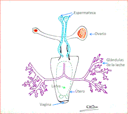 Adaptación de "Medical Entomology for Students, 2008, Mike Service".