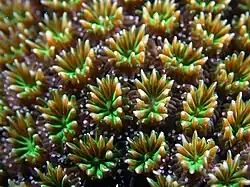 Primer plano de pólipos, en Samoa Americana.