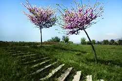 Escaleras en Gallecs