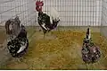 Gallos y Gallinas de raza Sureña Pintos.