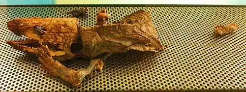 Espécimen momificado de gallotia goliath