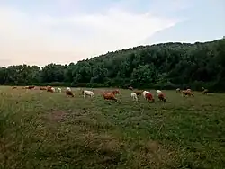 Ganadería bovina en junio de 2025 en el entorno del caserío