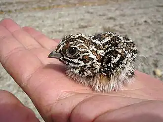 Pollo de ganga ibérica sobre una mano