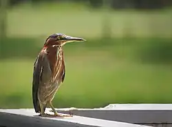 Garcita verde en Florida