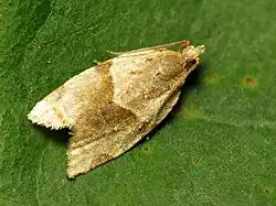 Clepsis peritana