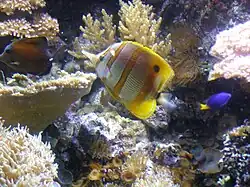 En el acuario de Génova, Italia.