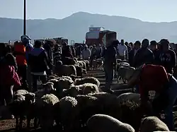 Gente en el Mercado de animales de Actopan