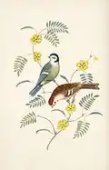 Blue Tit & Redpoll, 1817