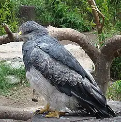 Águila Mora (Geranoaetus melanoleucus australis).