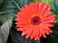 Gerbera jamesonii de color rojo.