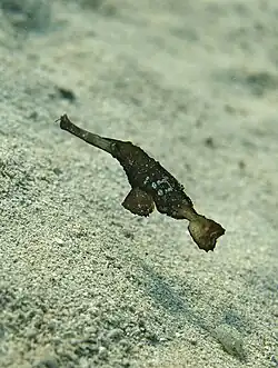 S. cyanopterus en Marsa Alam, Egipto