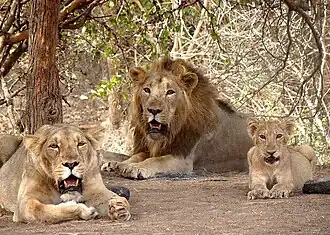 Familia de leones asiáticos, presente en el parque nacional del Bosque de Gir