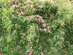 'Gladsome' rosal trepador 1937 en el Werribee Park.