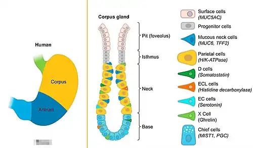 Célula Principal= Chief cells (abajo en celeste). Glándula gástrica oxíntica.