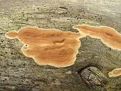 Cuerpos fructíferos efusivos de Meruliopsis taxicola en un tronco de pino