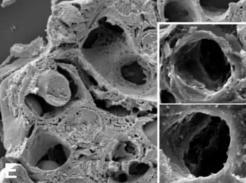 Fenestras en la luz de capilares del Glomérulo renal (como puntos en el endotelio), en un corte transversal. Microscopio electrónico de barrido.