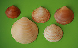 Glycymeris glycymeris - Galicia (España)