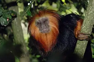 Leontopithecus chrysomelas