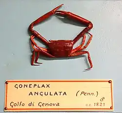 En un museo de Génova