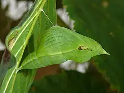 Pupa