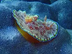 Goniobranchus albopunctatus